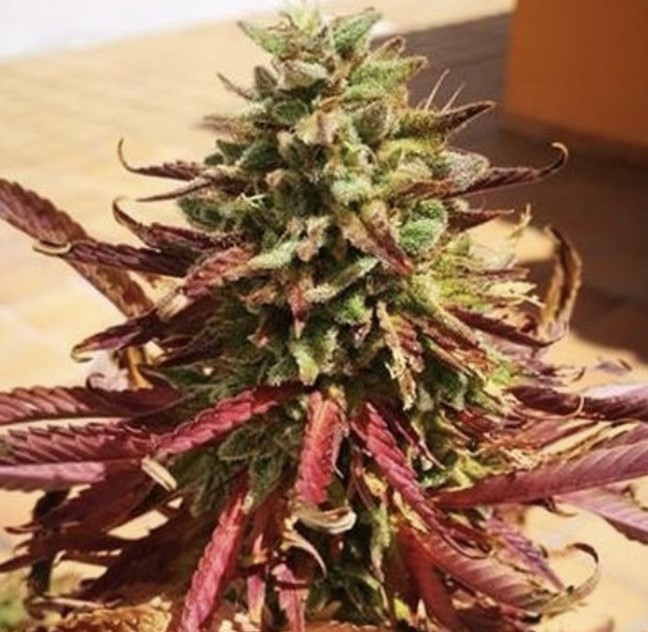 Seed Stockers Blackberry Gum Auto - Discount Cannabis Seeds