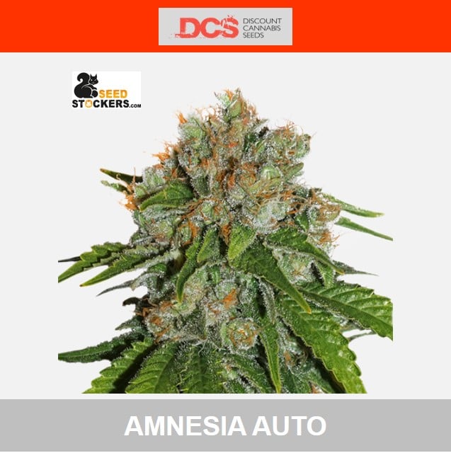 Amnesia Auto Feminised Cannabis Seeds - Seed Stockers - Discount Cannabis Seeds