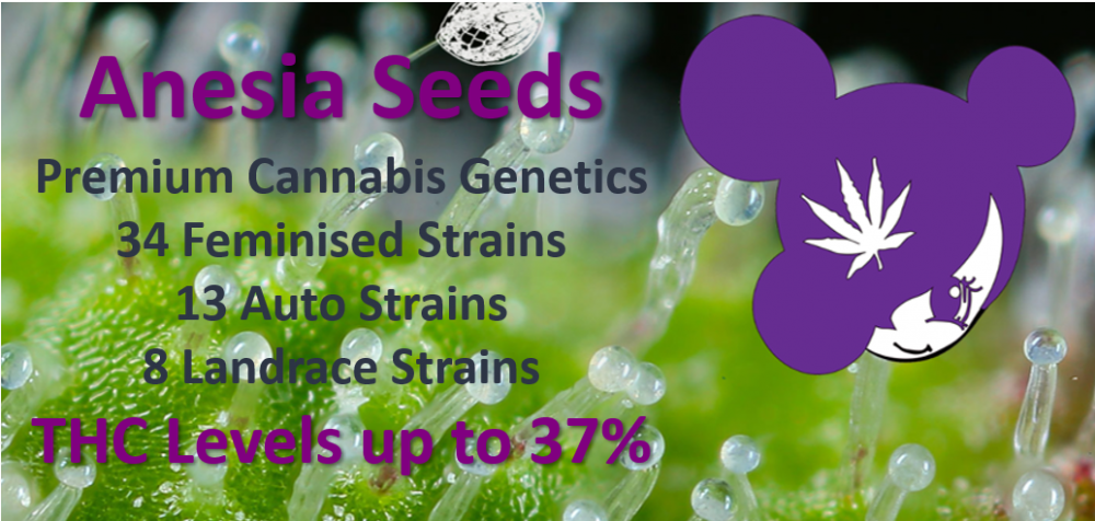 Cannabis Seeds - Anesia Seeds - Discount Cannabis Seeds.