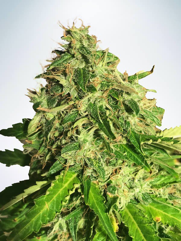 Auto Cannabis Light - Discount Cannabis Seeds