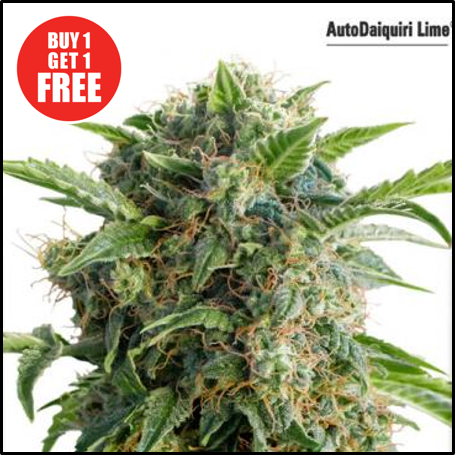 Buy Auto Daiquiri Lime - Discount Cannabis Seeds