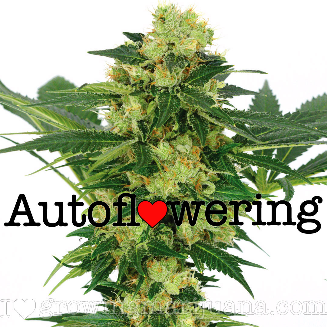 Cannabis Seeds - Auto flowering Strains.