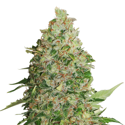 BCN Critical XXL Auto - Discount Cannabis Seeds