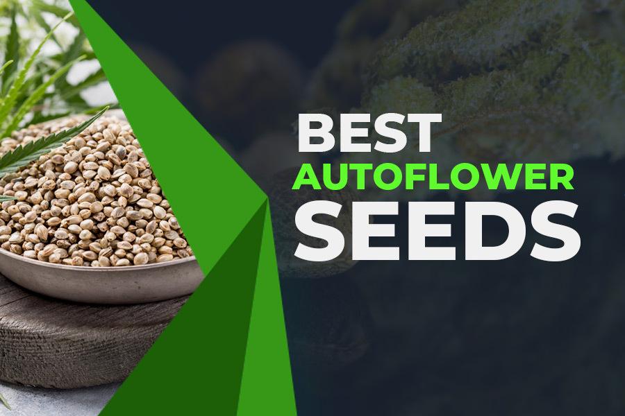 Auto-Flowering Cannabis Seeds with Discount Cannabis Seeds.