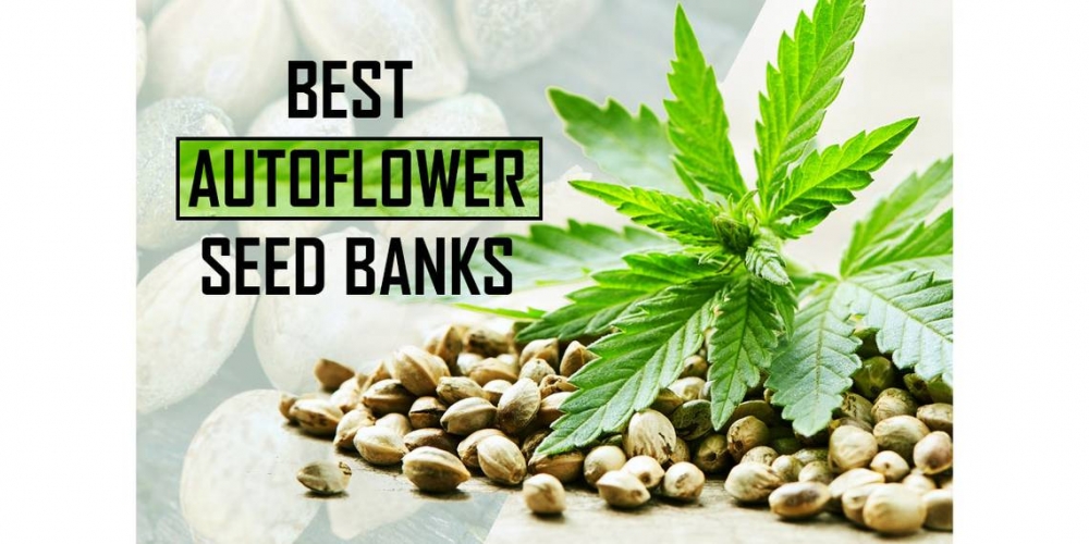 Auto Cannabis Seeds: The Game-Changing Discount Cannabis Seeds.