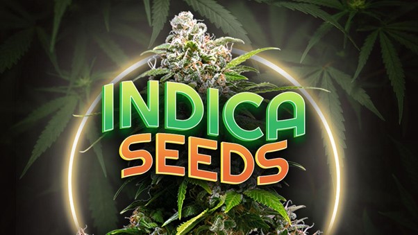 Discover the Best Pure Indica Cannabis Seeds at Discount Cannabis Seeds