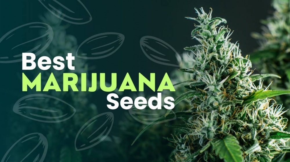Discover the Best Online Cannabis Seeds Store for Discount Prices