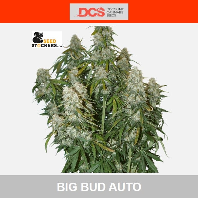 Big Bud Auto Feminised Cannabis Seeds - Seed Stockers - Discount Cannabis Seeds