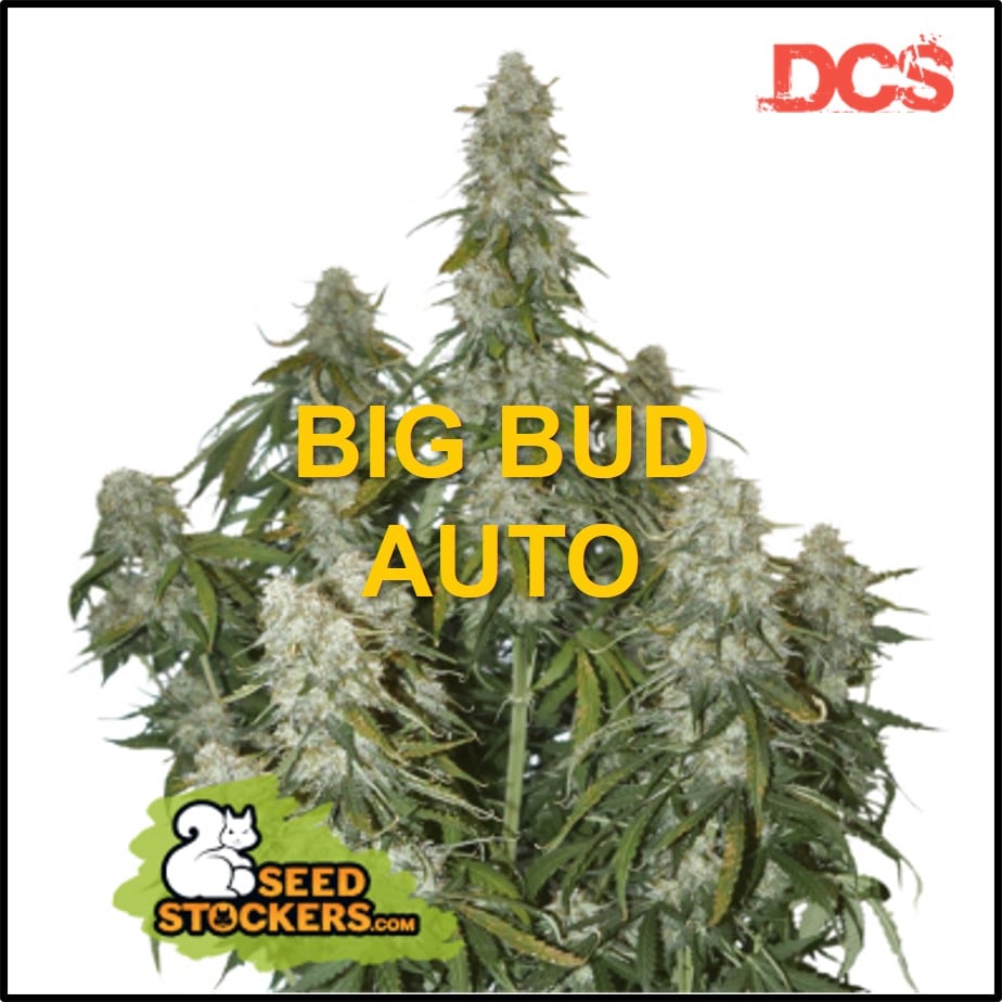 Seedstockers - Discount Cannabis Seeds