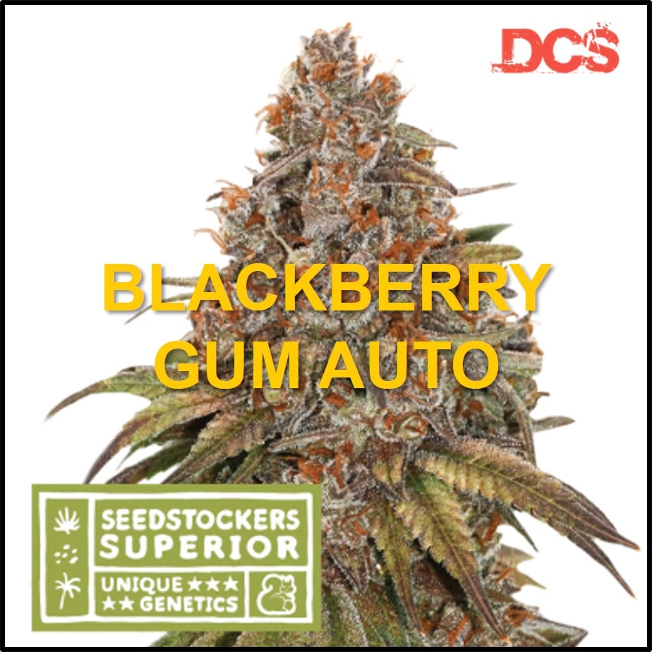Seedstockers - Discount Cannabis Seeds