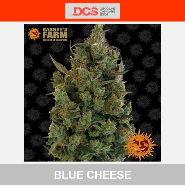  Blue Cheese Feminised - Barney's Farm - Discount Cannabis Seeds