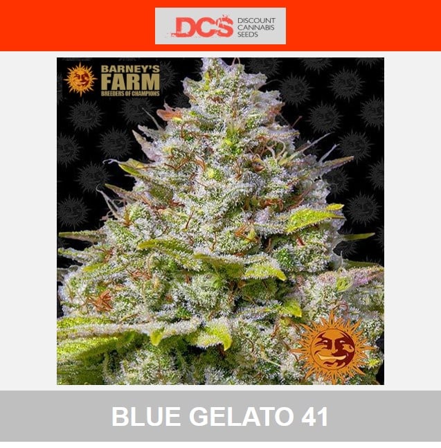 Blue Gelato 41 Feminised Cannabis Seeds - Barney's Farm - Discount Cannabis Seeds