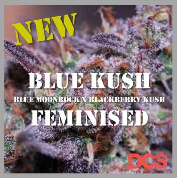 Power of Blue Kush Cannabis Seeds: Buy One Get One Free.