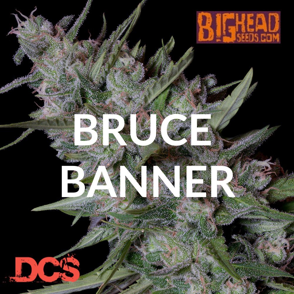 Bruce Banner - Discount Cannabis Seeds