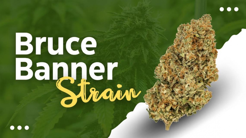 Save Big Buy One Get One Free Offer on Bruce Banner Cannabis Seeds.