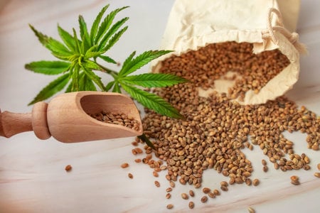 Discover the Key to Uncovering the Best CBD Cannabis Seeds.