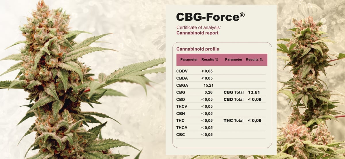 CBG Force Feminised - Discount Cannabis Seeds