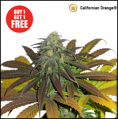 Buy Californian Orange - Discount Cannabis Seeds