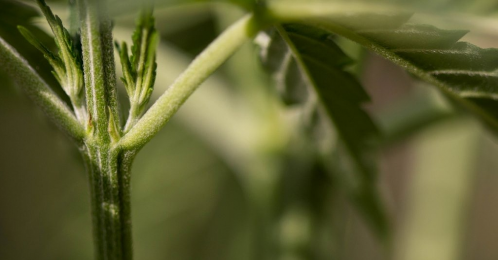 Canabis stalk - Discount Cannabis Seeds