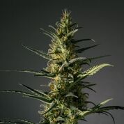 Cannabis Seeds - Award winning CBD dominant cannabis seed bank.