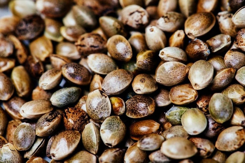 Why Discount Cannabis Seeds are a Game-Changer for Home Growers.