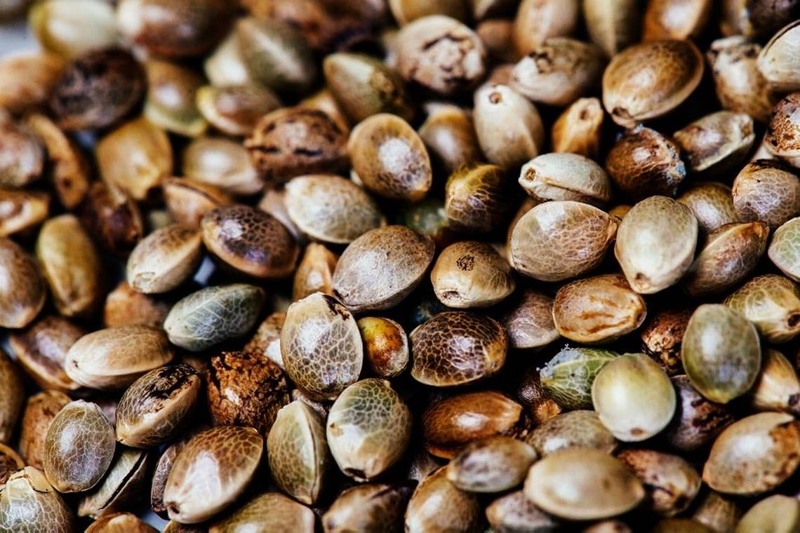 Get Your Green Fast: The Benefits of Cannabis Seeds Next Day Delivery.