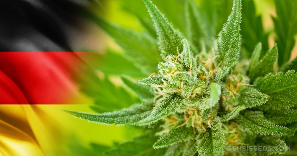 Top Cannabis Seeds for Germany in the Newly Legalized Market.