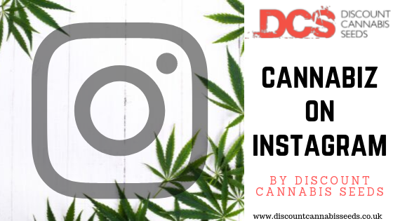Cannabis on Instagram - Discount Cannabis Seeds