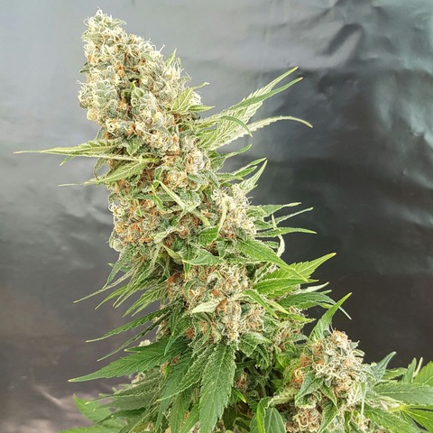 Critical Gorilla Feminised Cannabis Seeds from Discount Cannabis Seeds