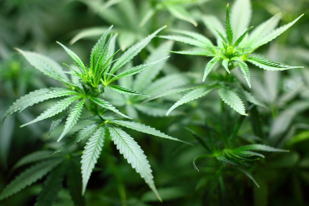 Discount Cannabis Seeds: A Grower's Dream Come True.