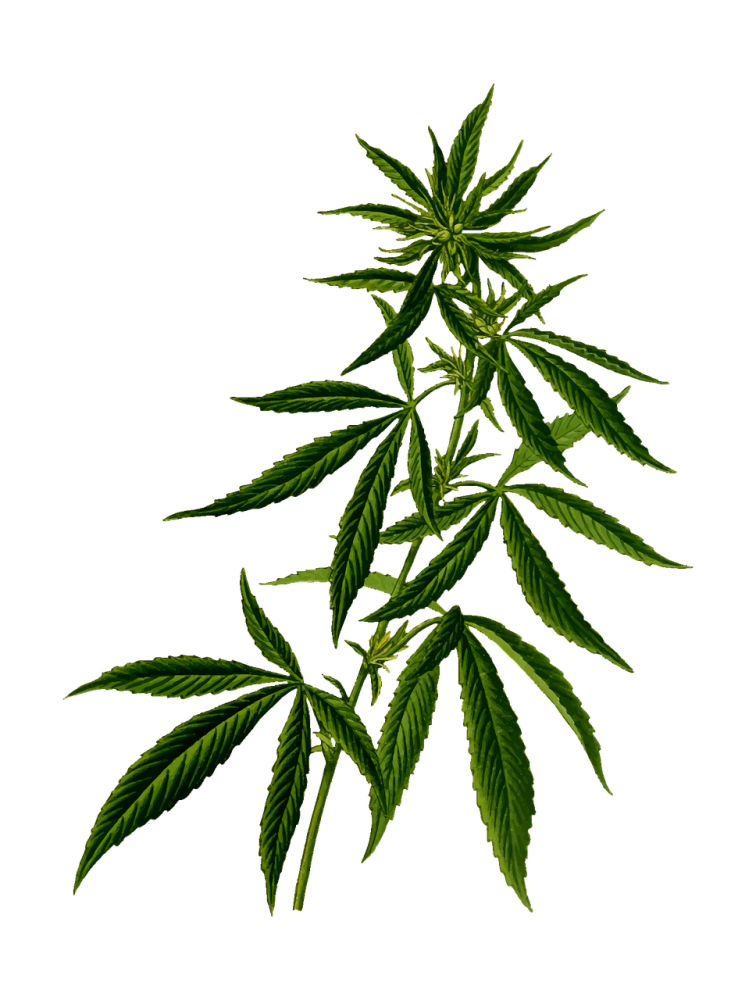 Discount Cannabis Seeds for Your Cannabis Seed is a Smart Decision