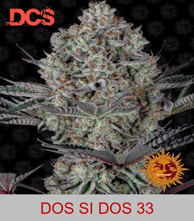 Barney's  Farm Dos Si Dos 33 - Discount Cannabis Seeds