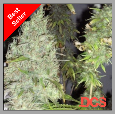 Dr Krippling Incredible Bulk - Discount Cannabis Seeds