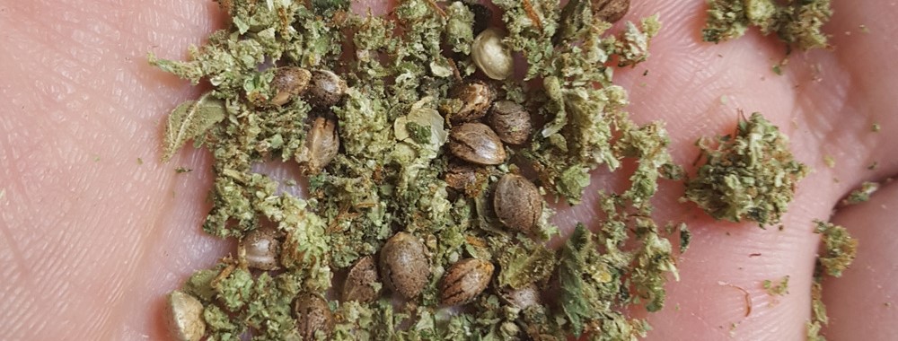 Dutch Passion Cannabis Seeds from Discount Cannabis Seeds