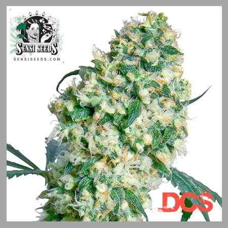 Ed Rosenthal SuperBud | Discount Cannabis Seeds