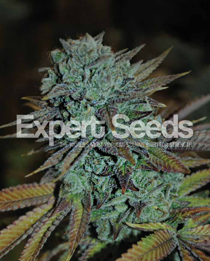 Expert Gorilla Feminised Cannabis Seeds from Discount Cannabis Seeds