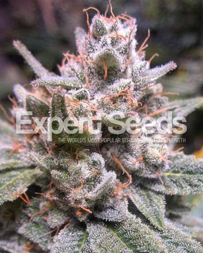 Expert Gorilla Auto Feminised Cannabis Seeds from Discount Cannabis Seeds