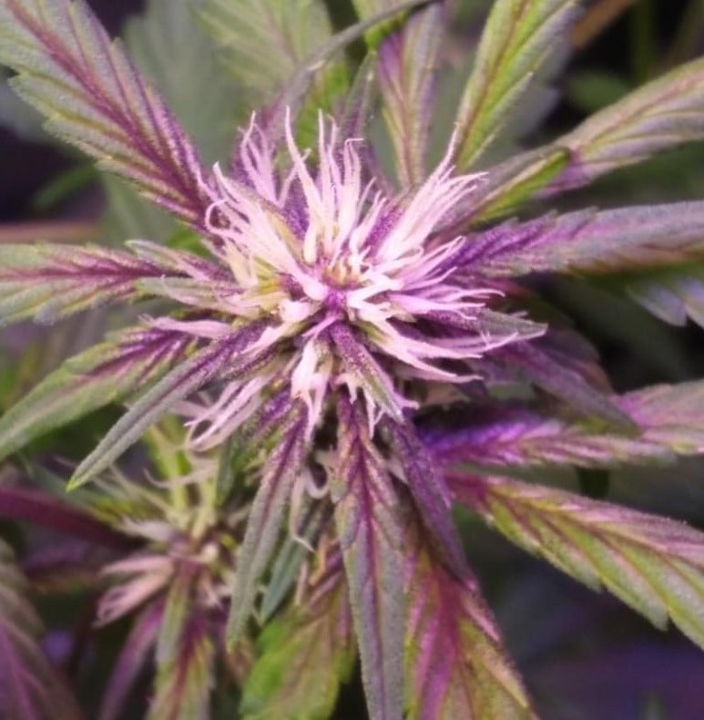 Fast Buds - Blackberry Gum Auto - Discount Cannabis Seeds