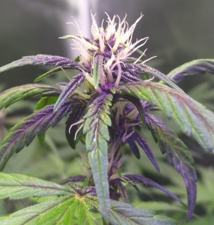Fast Buds - Blackberry Gum Auto - Discount Cannabis Seeds