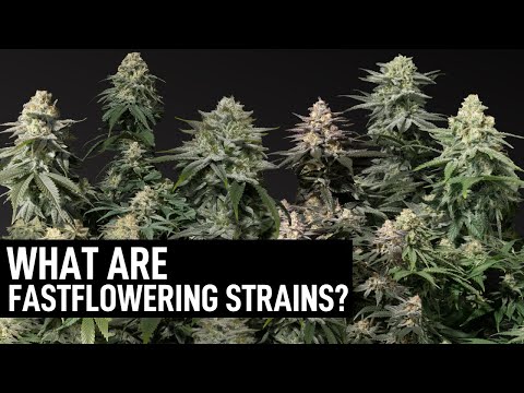 Mastering the Art of Growing for Fast Flowering Cannabis Seeds.