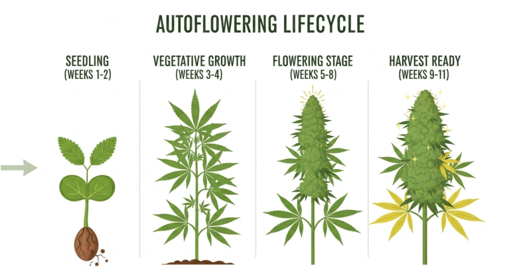 Fastest Growing Auto Flower Cannabis Seeds (Seed-to-Harvest Guide)