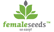White Widow x Big Bud - Female Seeds - Discount Cannabis Seeds