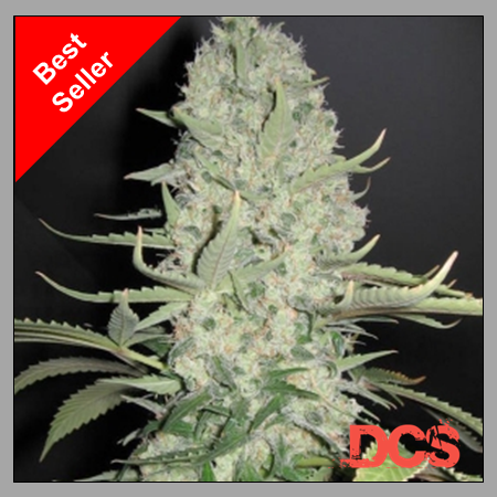 White Widow x Big Bud - Discount Cannabis Seeds