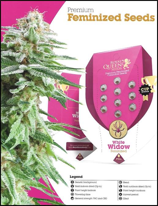 Cookies Gelato Auto Feminised Cannabis Seeds | Royal Queen Seeds