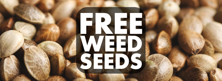 Why the BOGOF Offer with Discount Cannabis Seeds is the Ultimate Choice