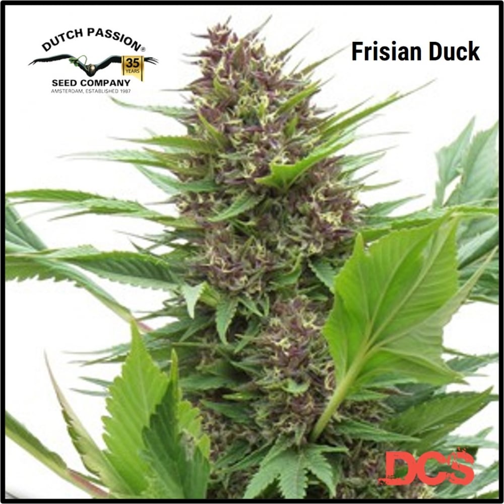 Dutch Passion - Discount Cannabis Seeds