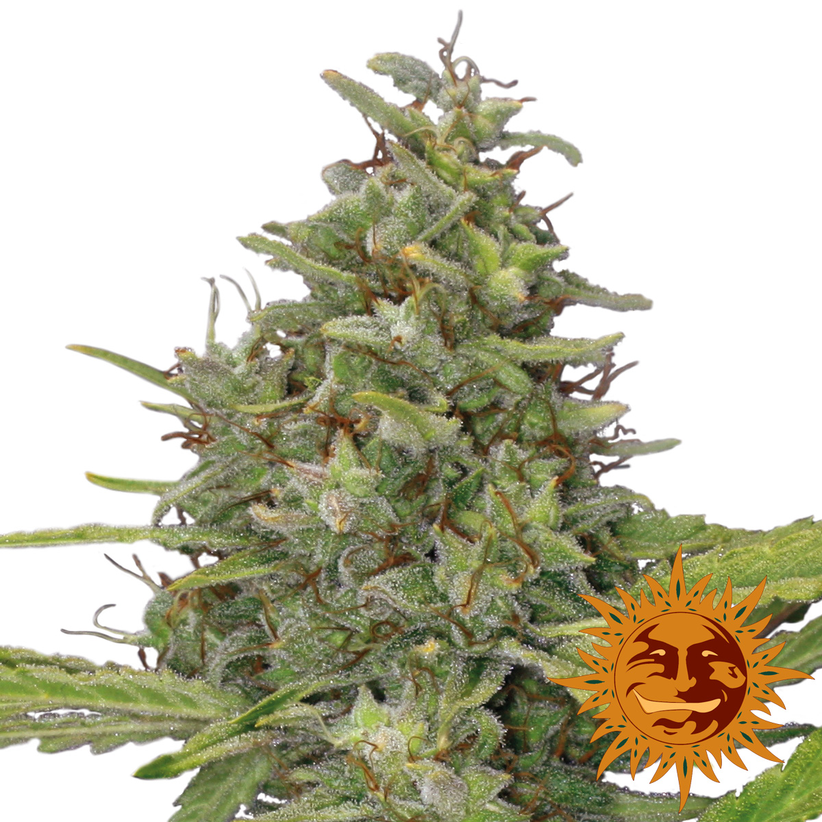 G13 Haze - Discount Cannabis Seeds