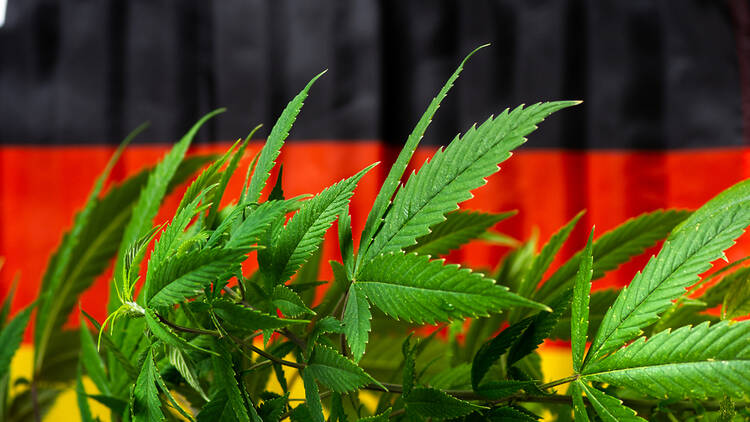 Cannabis Seeds for Germany The Best Options in the Newly Legalized Market