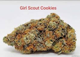 Girl Scout Cookies Cannabis Seeds Strains at Discount Cannabis Seeds