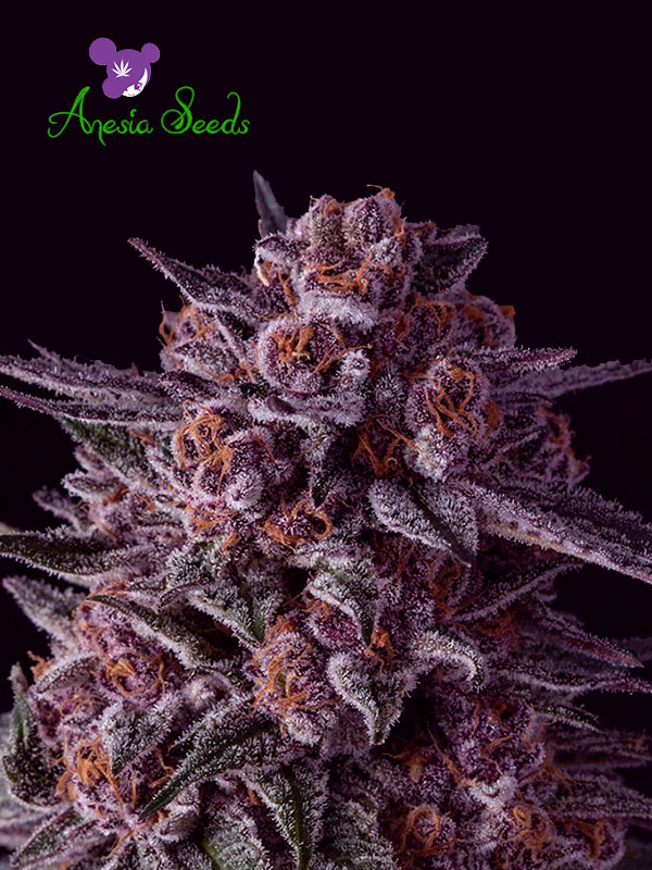 Anesia Seeds Gelato Dream from Discount Cannabis Seeds